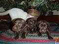 labrador retriever puppy posted by Rick Swenson